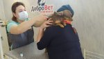 Весна – время прививок для домашних животных