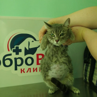 Шокирующие последствия применения контрацептивов у кошек