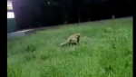 В Гае бегают дикие лисы