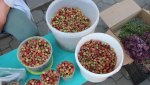 Местная клубника подешевела, ягоды из Башкирии - в цене