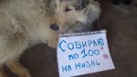 Помогите спасти приют! 300 собак могут остаться на улице