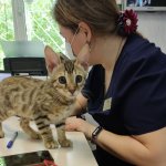 Ветеринарная клиника «ДоброВет» празднует первый День Рождения