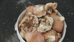 Илекчане подкармливают гайчан грибами