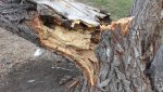 Во дворе школы рухнуло огромное дерево