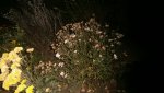 Полиция разыскивает хризантемы