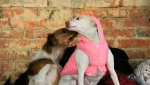 SOS! Гайскому приюту для собак нужна помощь! Долги за лечение и стерилизацию собак.  Очень нужны дрова, крупа!