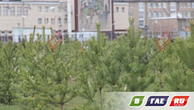 Штраф за вырубку сосны или елки может доходить до 500 000 рублей