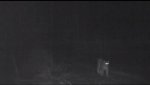 В Кувандыкском районе ночью замечена рысь