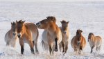 Опубликованы забавные фото лошадей Пржевальского