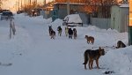 Почти полмиллиона рублей выделено на отлов бродячих собак