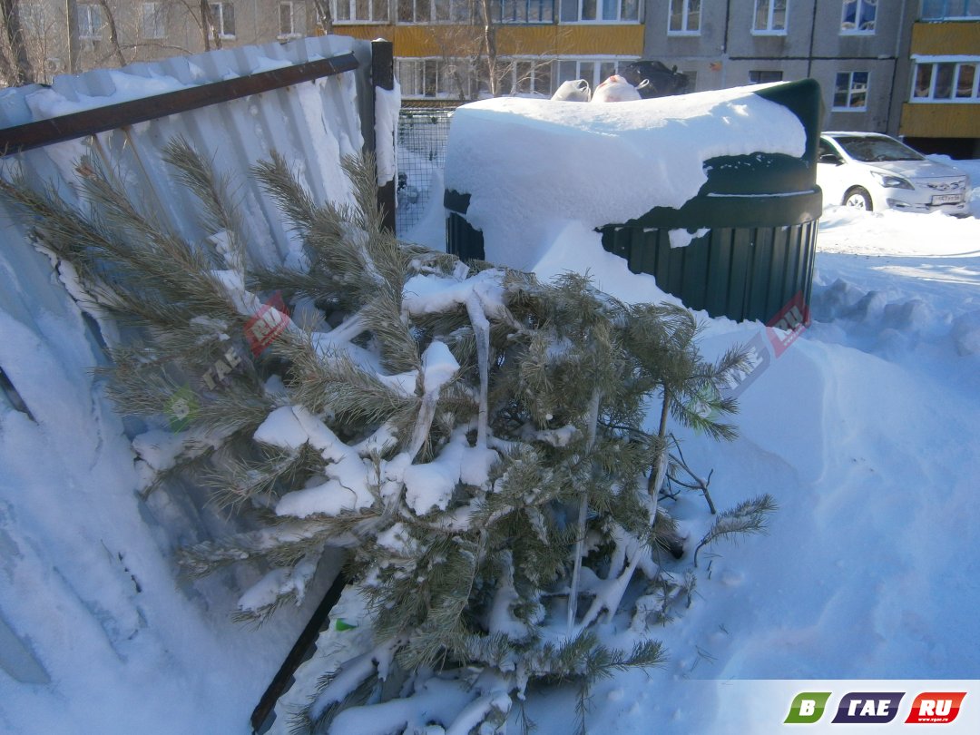 В Оренбургской области выброшенные елки будут дробить | 10.01.2023 |  Новости Гая - БезФормата