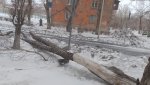 На провода упало дерево