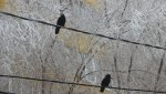 Прилетевшие грачи делят трапезу с голубями