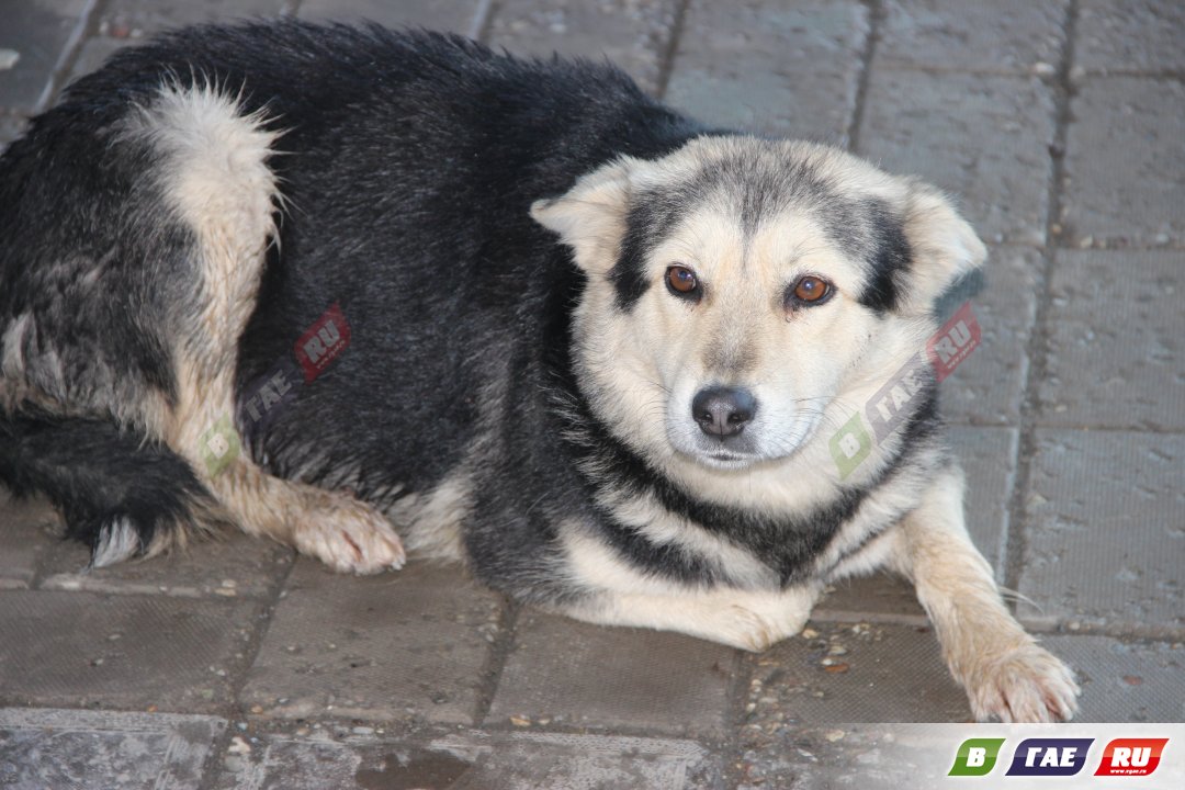 Россиян будут наказывать за самовыгул собак