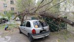 Дерево упало на машину