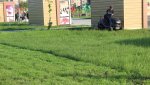 В парке начали косить траву