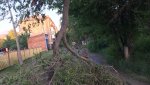 Дерево упало еще во время грозы
