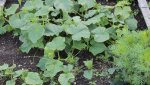 Не стало отдельного маршрута «Гай - Сады-огороды «Родник».