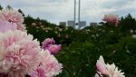 Такого Гая вы ещё не видели