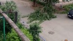 Женщина успела отойти от дерева и в этот момент ветвь обломилась