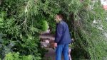 Нужно «нырнуть» в заросли деревьев, чтобы пройти по тротуару