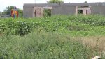 Чихающие гайчане убедительно просят выкосить травы-аллергены
