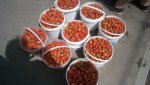 Гайчане собирают богатый урожай клубники