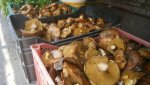 В Гае продают лесные грибы маслята