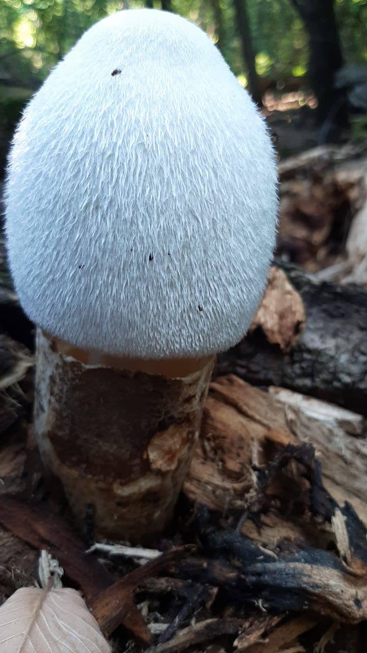 Только в Бузулукском бору можно встретить гриб в пуховой шляпке