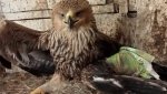 Краснокнижного орла спасти не смогли