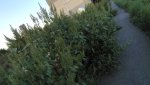 Есть на ул.Орской участок с травами - аллергенами