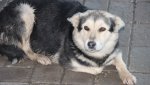 Исполнение контракта на отлов бездомных собак в Гайском округе