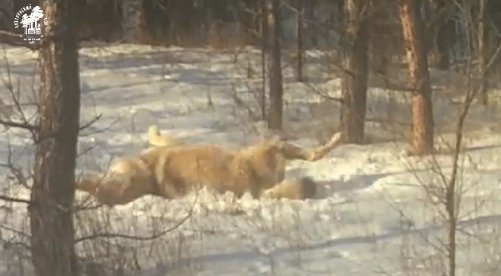 Волк купается в снегу Волк купается в снегу