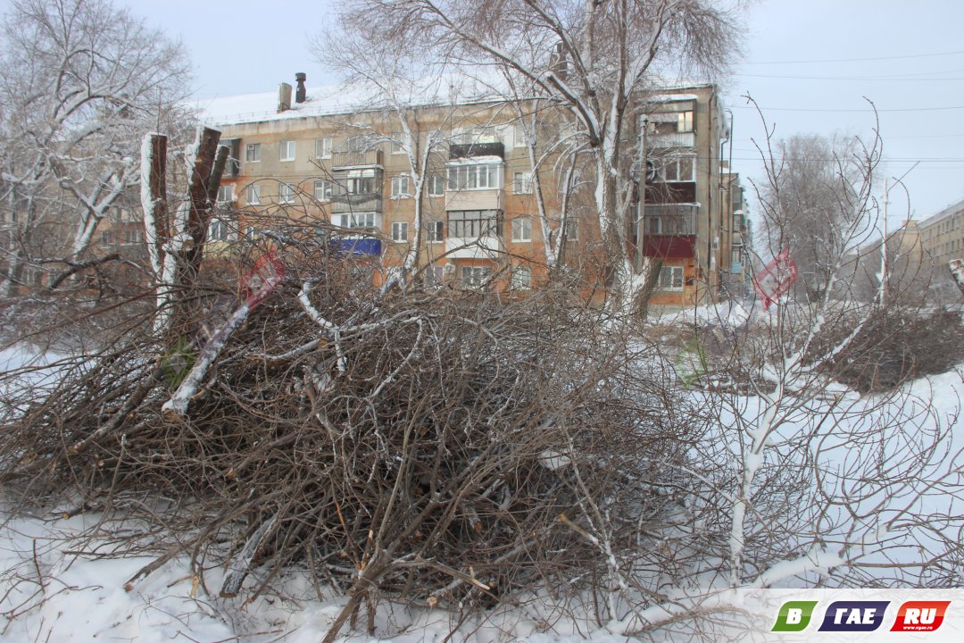 В Гае началась санитарная обрезка деревьев » Гай ру — новости, объявления