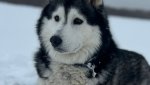 Помогите найти собаку породы сибирский хаски