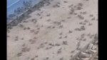 Читатель сайта «В ГАЕ РУ» поделился видео атаки саранчи