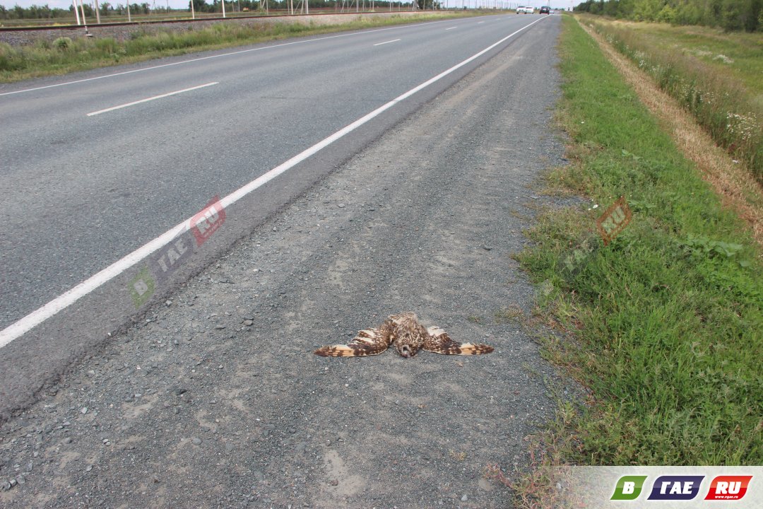 На Орской трассе есть тропа смерти для мелких животных и птиц
