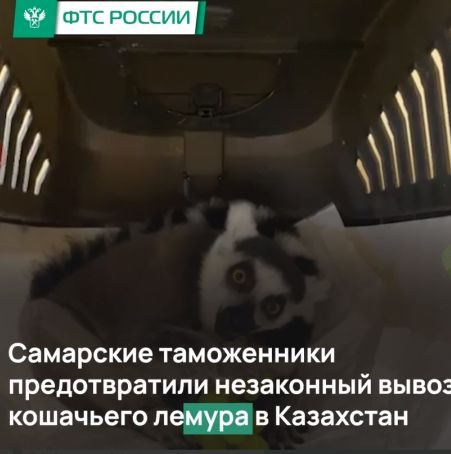 Кошачьему лемуру Жоржетте  сорвали свадьбу