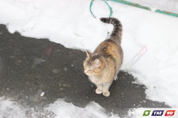 Погода за два дня до весны. Синоптики прогнозируют