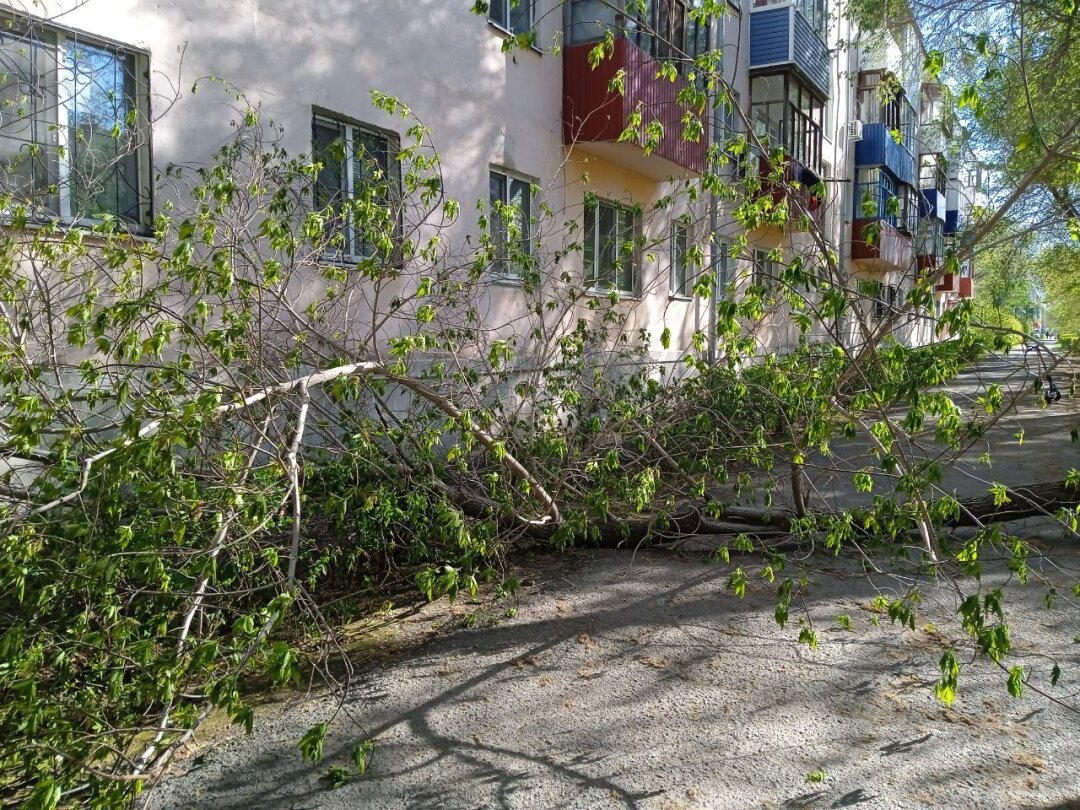 Ночная буря в Гае: дерево упало, но обошлось без жертв