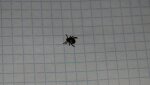 В Гайском округе зарегистрированы первые укусы клещей