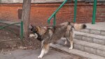 Собака приходит в подъезд, рычит, когда выгоняют