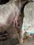 Козы задушены, кролики растерзаны: кровь на улицах Колпакского