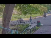 Забрали красоту: гайчанка ищет виновника уничтожения цветов