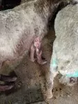 Козы задушены, кролики растерзаны: кровь на улицах Колпакского