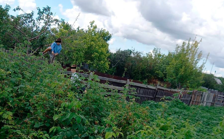 Начались набеги подростков на сады - огороды