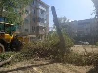 В одном дворе подрезали деревья