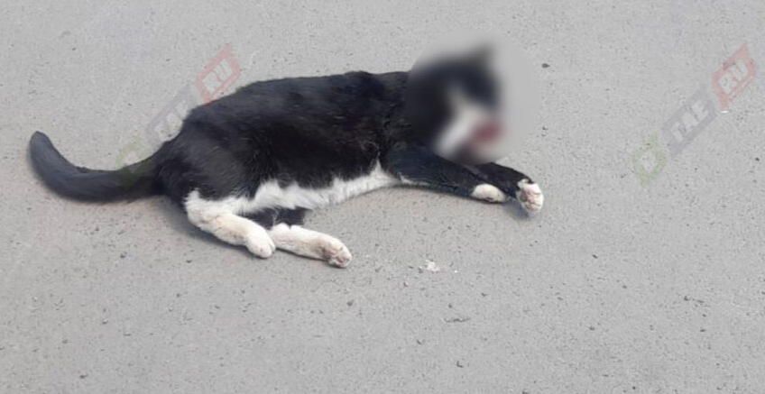 Таксист сбил кота и уехал