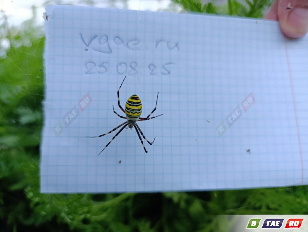 В 9 микрорайоне обнаружили паука - осу. И сделали фото