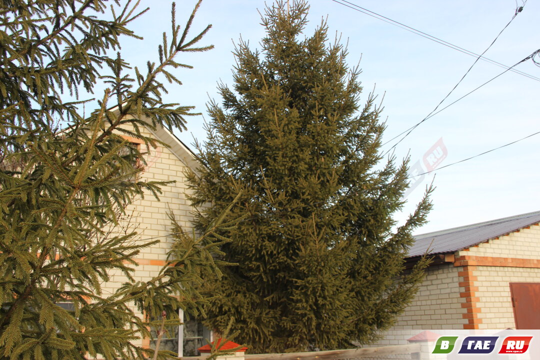 Нашлась дарительница новогодней елки для Ледового городка  в 8 микрорайоне